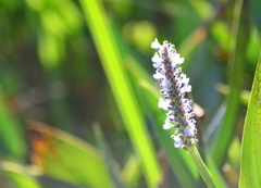 Pontederia cordata