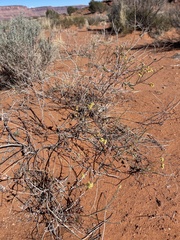 Eriogonum leptocladon