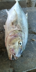 Gnathanodon speciosus