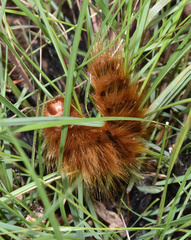 Phyllalia