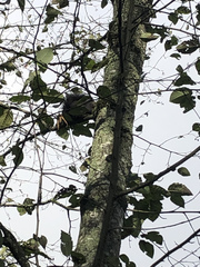 Sciurus carolinensis