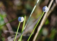 Eriocaulaceae