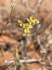 Eriogonum leptocladon