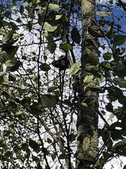 Sciurus carolinensis