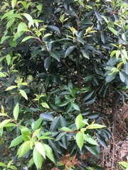 Pterocelastrus rostratus