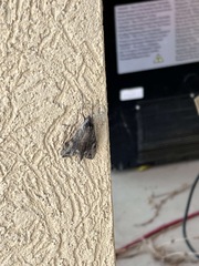 Melipotis acontioides