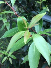 Pterocelastrus rostratus