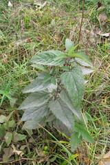 Lamiaceae