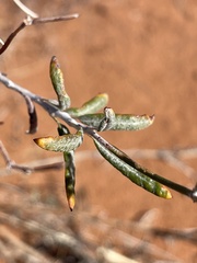Eriogonum leptocladon