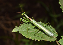 Miomantis