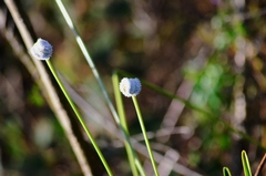 Eriocaulaceae