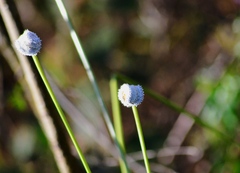Eriocaulaceae
