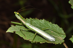 Miomantis