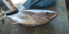 Thunnus albacares