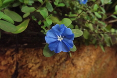 Evolvulus glomeratus