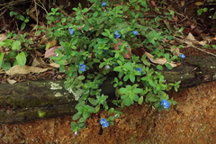 Evolvulus glomeratus