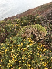 Ulex