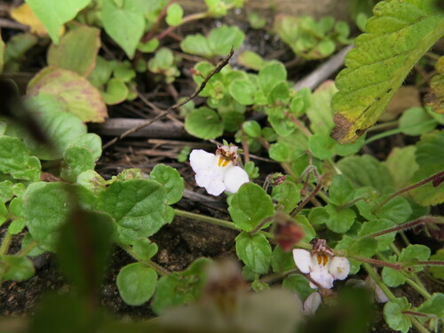 Image of Dwarf Koenana (Diclis reptans) by no rights reserved