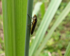 Proconiini