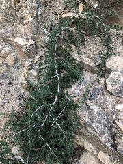 Asparagus acutifolius
