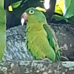 Brotogeris jugularis