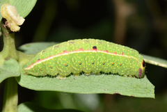 Desmeocraera interpellatrix