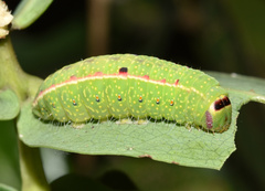 Desmeocraera interpellatrix