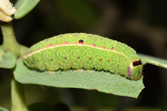 Desmeocraera interpellatrix