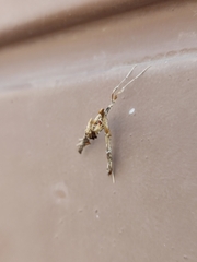 Lantanophaga pusillidactylus