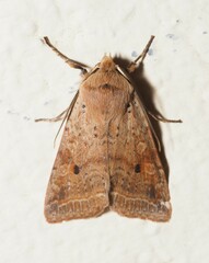 Agrochola blidaensis