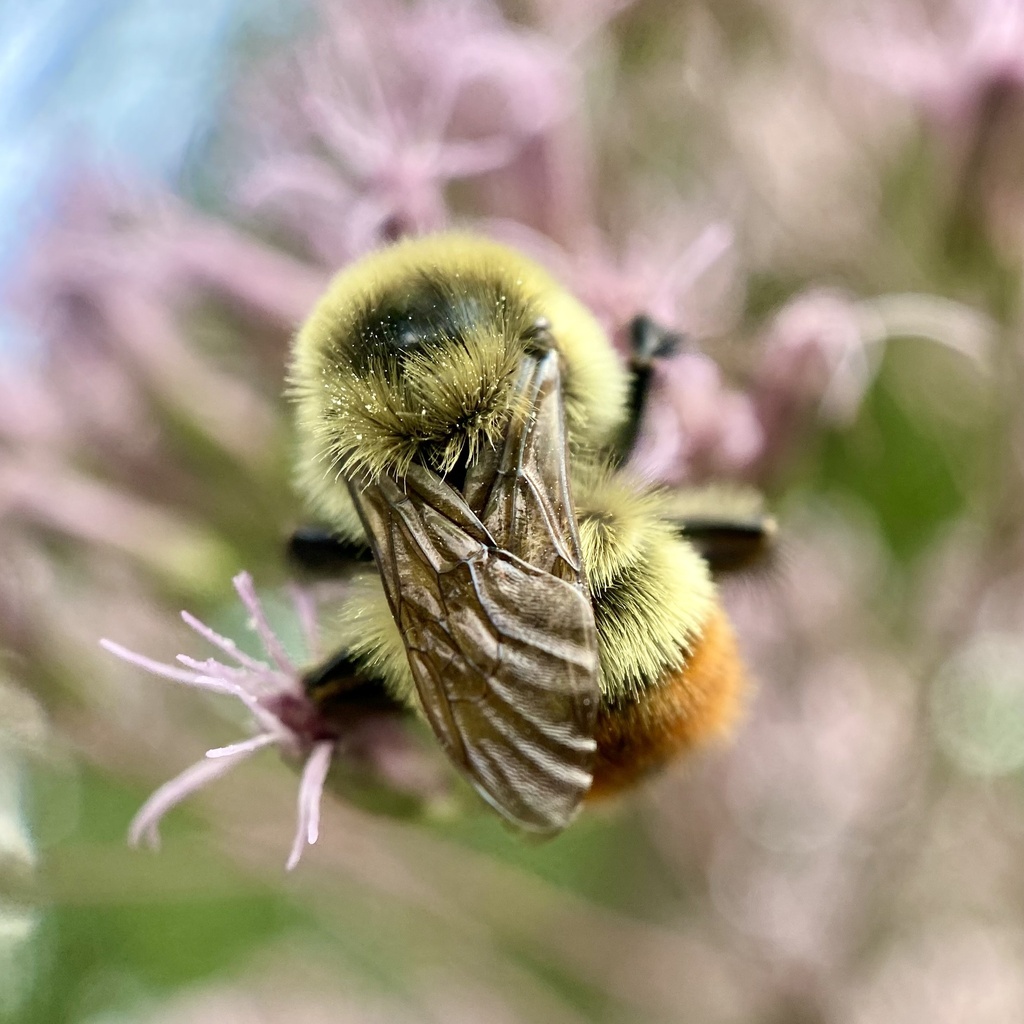 Red-belted Bumble Bee