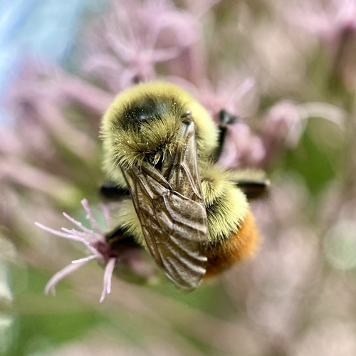 Red-belted Bumble Bee (Bombus rufocinctus), a species recorded in Illinois