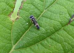 Macugonalia leucomelas