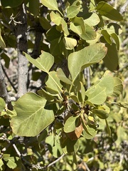 Fraxinus anomala