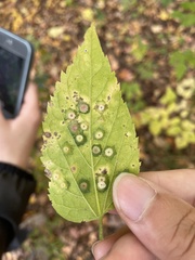 Pachypsylla celtidisasterisca