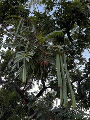 Cassia leptophylla