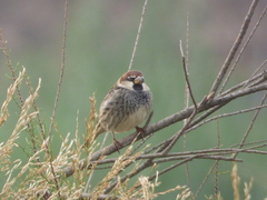 Passer hispaniolensis