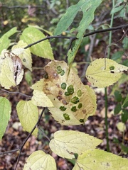 Pachypsylla celtidisasterisca