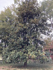 Magnolia grandiflora