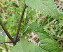 Xenicola