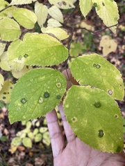 Pachypsylla celtidisasterisca