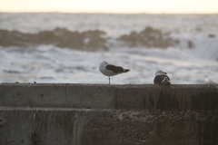 Larus dominicanus vetula