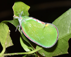 Ityraea electa