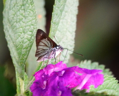 Paracarystus hypargyra