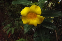 Allamanda schottii