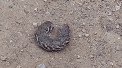 Proserpinus proserpina