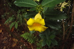 Allamanda schottii
