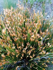 Elegia filacea