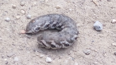 Proserpinus proserpina