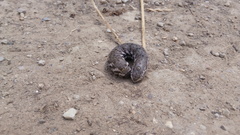 Proserpinus proserpina